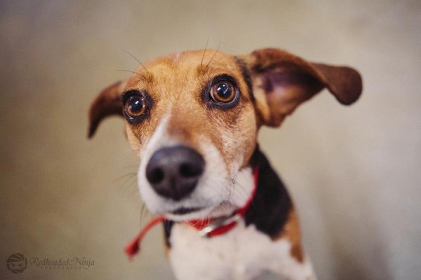 Chloe, adoptable Beagle