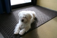 Rocky, adoptable Lhasa Apso