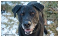 black labrador/retriever mix