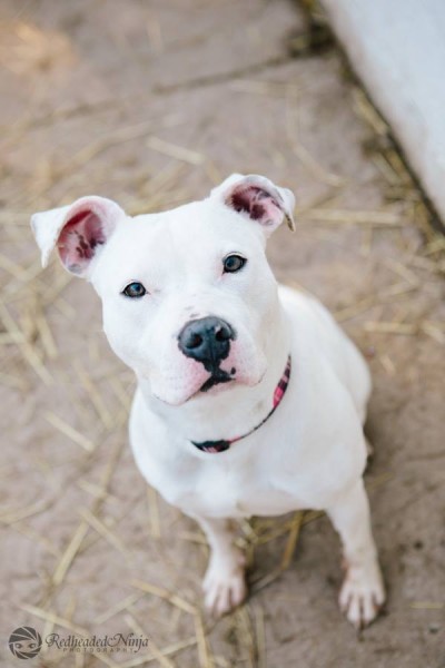 Chere,  white pitbull