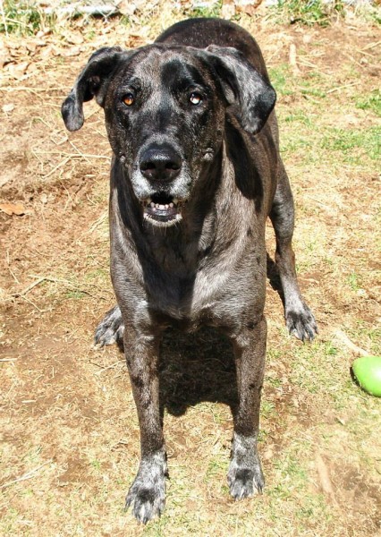 Sammi, great dane/lab