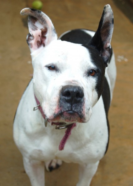 Tabitha American Bulldog Mix