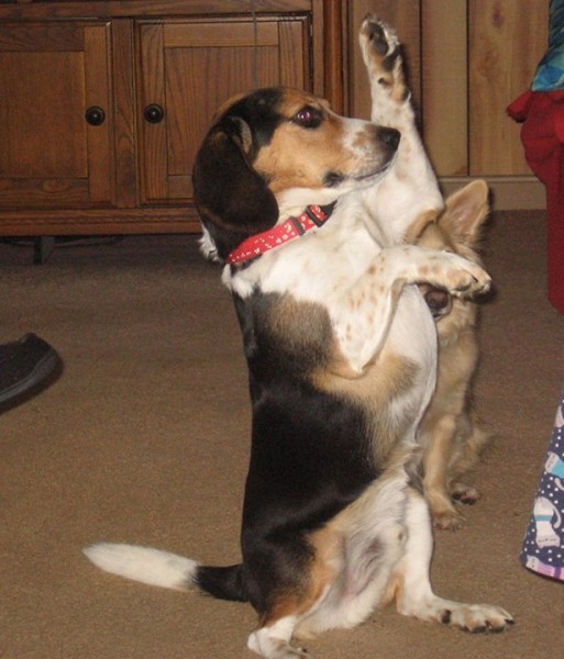 Throwback Thursday! Digger, the Beagle, Remember him?
