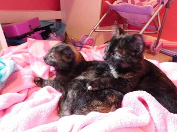 The kittens are doing great! They are now known as Whiskers and Jessie and they are so loved. Thank you!
