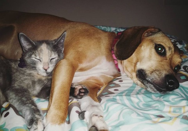 I finally got a picture of these two together!! In February 2014 we adopted Stella the beagle mix from Pets Come First. She is the sweetest and most caring dog I have ever met. Three weeks ago we adopted Nova the kitten. Stella thinks she is her momma.