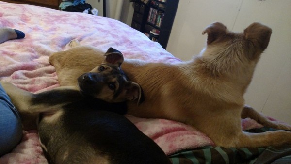Today I came in looking to give a sweet dog a home and to get my red heeler pup a friend this is them napping on the bed so happy to be home with these sweethearts! 