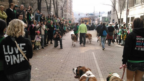 At the bottom of the picture is Stout (formerly Sampson from Pets Come First). We're walking in the Pittsburgh St Patrick's Day Parade with the Saint Bernard Club of Western PA! He had a great time, and was probably the most photographed participant.