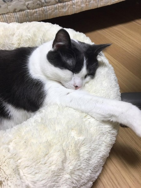 My name is Sophie who adopted a cat from PCF in Jan, 2015. I know that it is really late to say this, but I really want to say thank you so much for giving my family and me an opportunity to meet this precious cat that has become one of our family members. His name was Trapper (now he is called "Mapo" which is my hometown name) and Trapper and I moved to South Korea last May :) Thankfully all of my family members love him and we cannot imagine our lives without him :) Thank you again for allowing me to adopt this healthy cat! (another shelter didn't let me adopt a cat because I was an international student...) I hope other people can also get to meet precious cats and dogs at PCF!