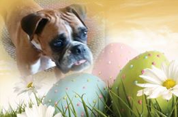 Gertie (fka Sarah) says, HAPPY EASTER everyone and thank you Pets Come First for saving me!